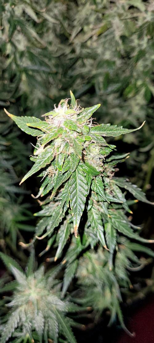 2 Round Super Skunk Automatic. Week 15