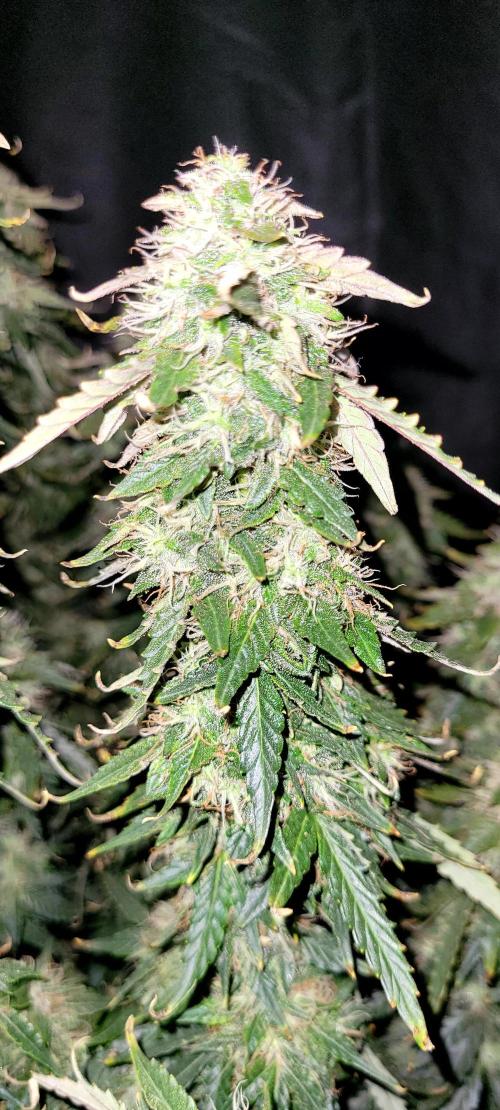 2 Round Super Skunk Automatic. Week 15