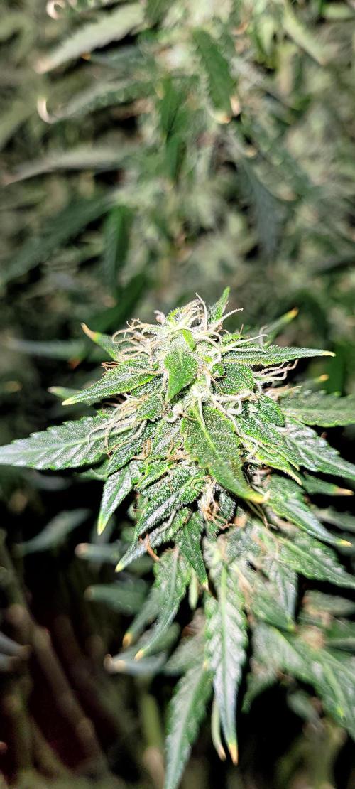 2 Round Super Skunk Automatic. Week 15