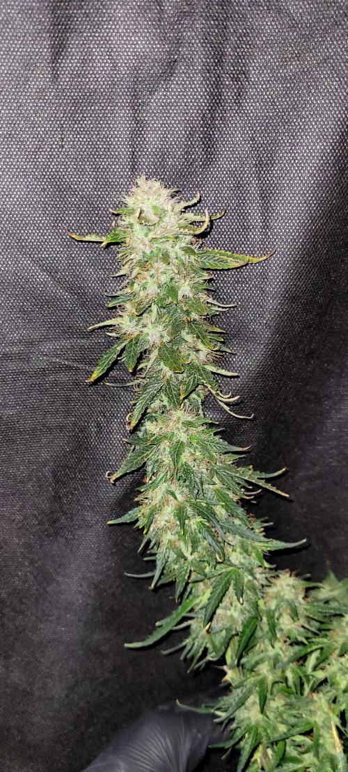 2 Round Super Skunk Automatic. Week 15
