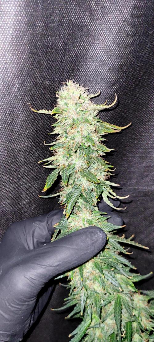 2 Round Super Skunk Automatic. Week 15