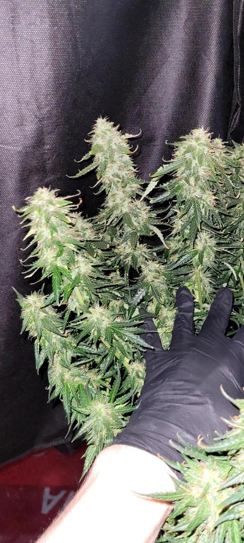 2 Round Super Skunk Automatic. Week 15