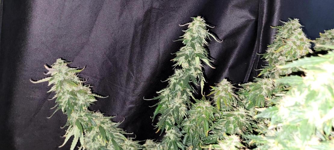 2 Round Super Skunk Automatic. Week 15
