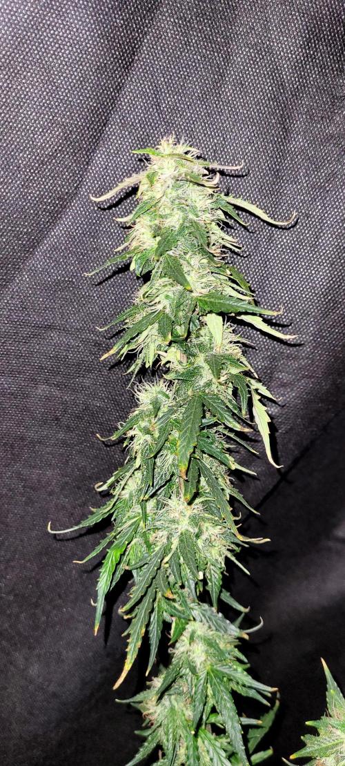2 Round Super Skunk Automatic. Week 15