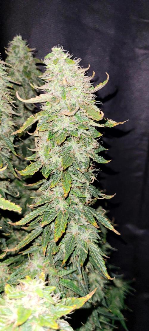 2 Round Super Skunk Automatic. Week 15