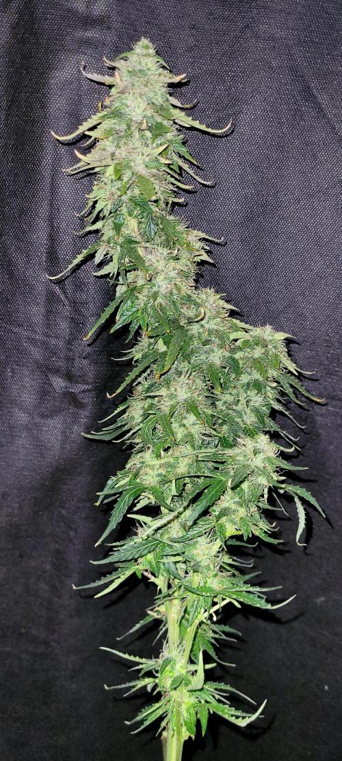 Super Skunk Automatic. Week 15
