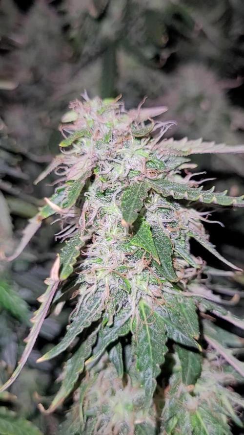 2 Round Super Skunk Automatic