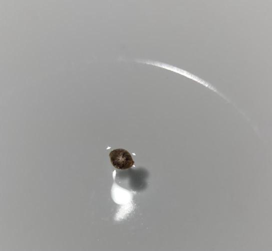 Mephisto Major Toke. Week 0