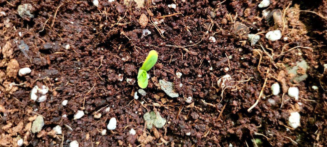 Mephisto Major Toke. Week 0