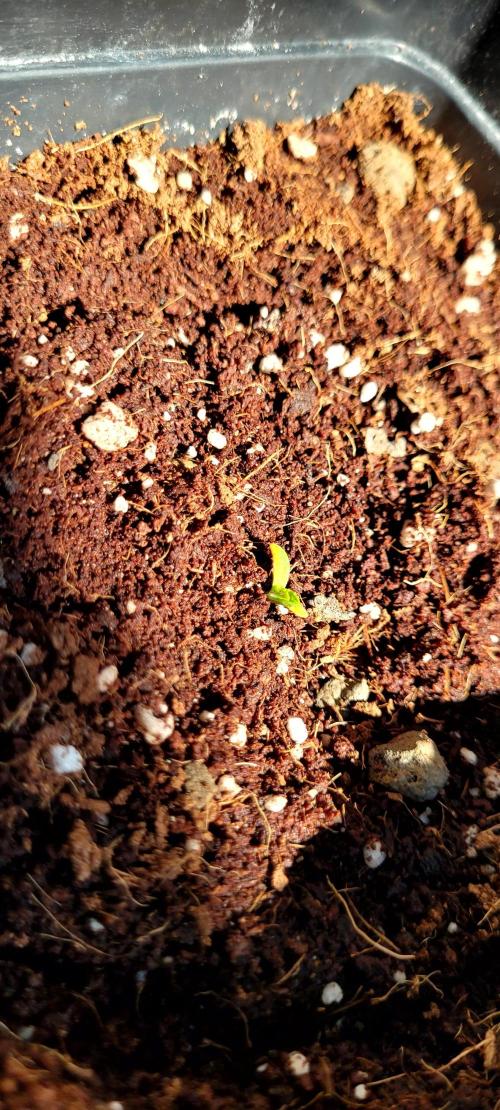 Mephisto Major Toke. Week 0