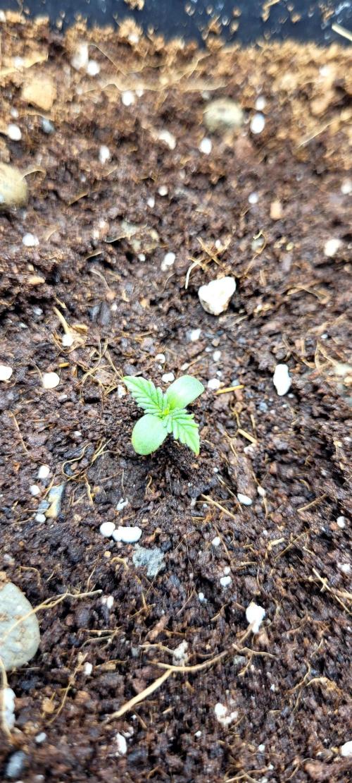 Mephisto Major Toke. Week 0 - Fotka z 5.4.