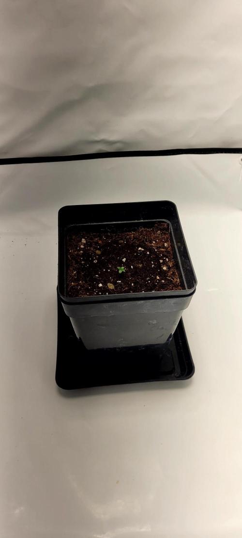 Mephisto Major Toke. Week 0 - 3,4L květináč už aby mu byl malej.