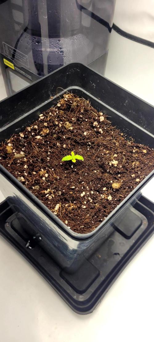 Mephisto Major Toke. Week 1
