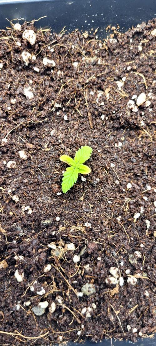 Mephisto Major Toke. Week 1 - Fotka z 12.4.