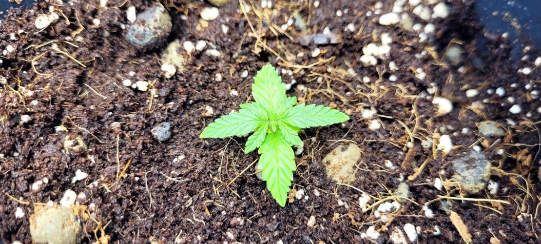 Mephisto Major Toke. Week 1 - Fotka z 16.4.