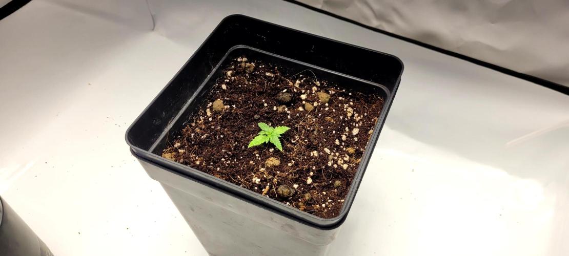 Mephisto Major Toke. Week 1 - 16.4.
