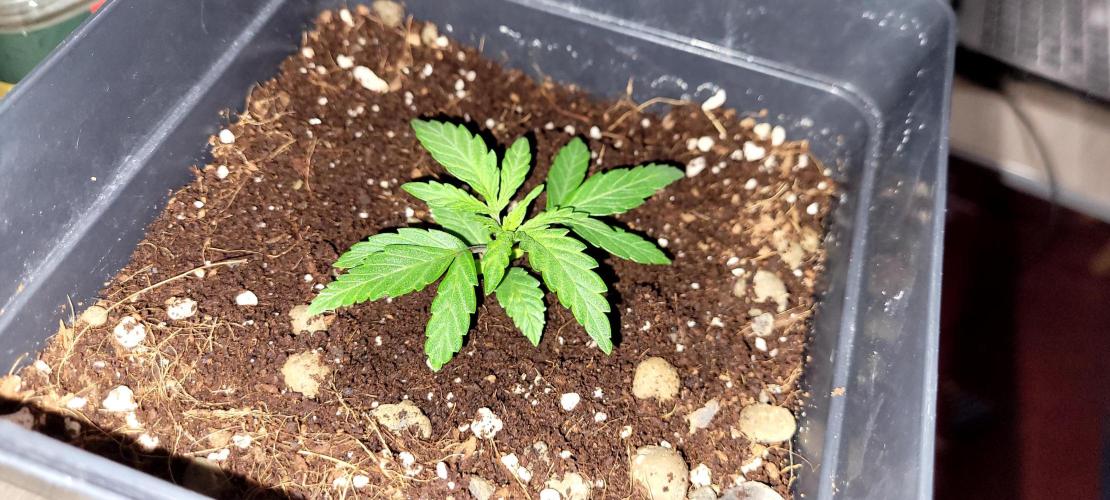 Mephisto Major Toke. Week 2 - Foto z 20.4.
