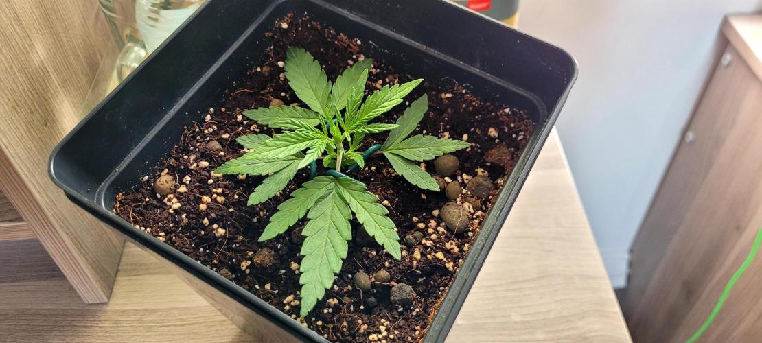Mephisto Major Toke. Week 2 - Foto z 23.4.