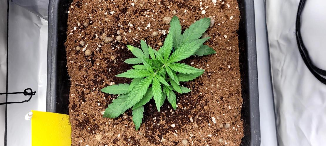 Mephisto Major Toke. Week 3 - Foto z 27.4.