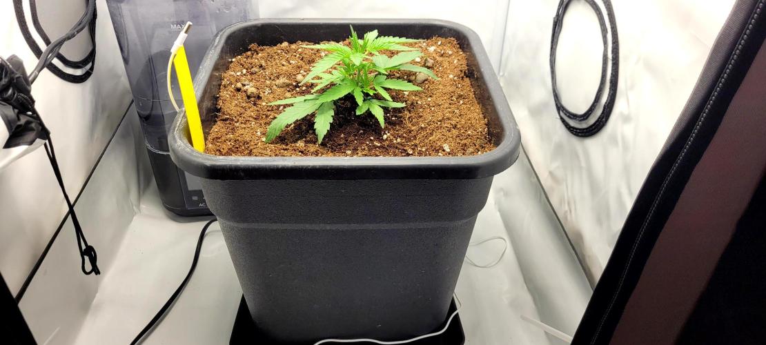 Mephisto Major Toke. Week 3 - 18L pot
