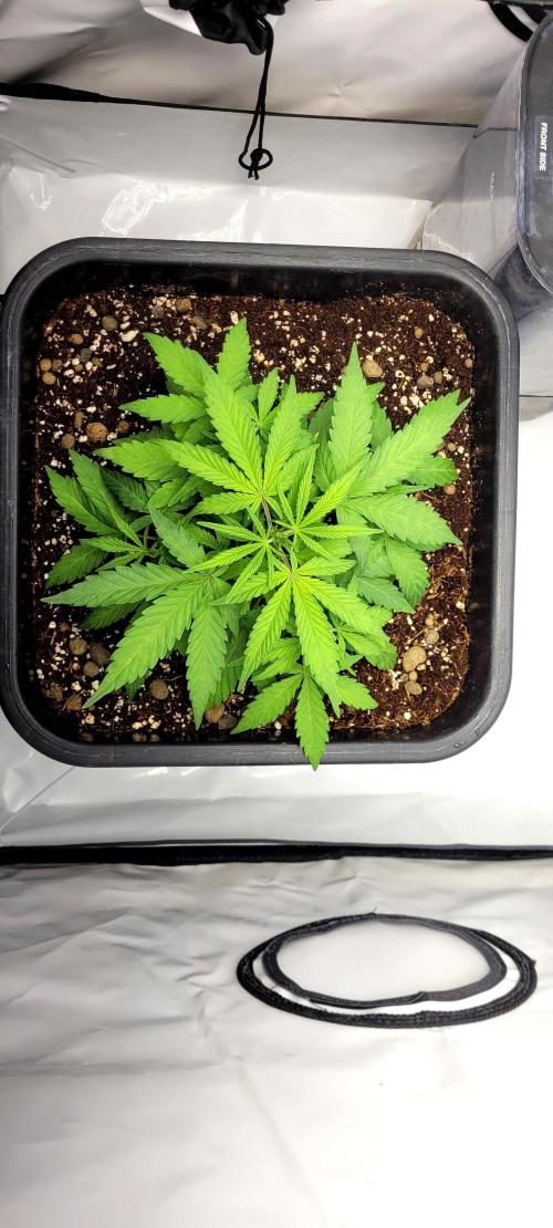 Mephisto Major Toke. Week 4 - Foto z 4.5.