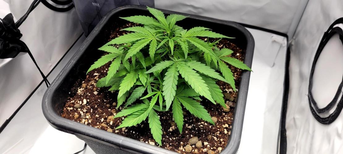Mephisto Major Toke. Week 4