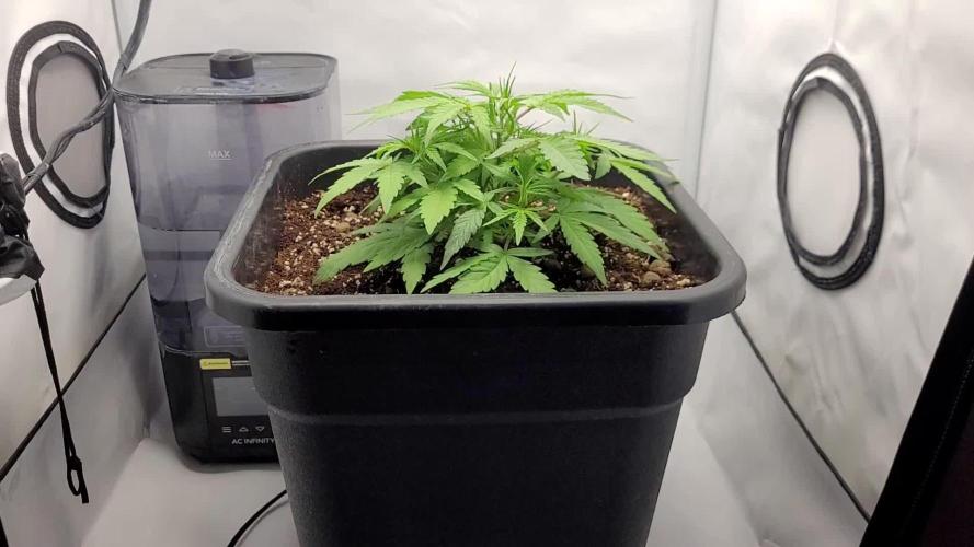Mephisto Major Toke