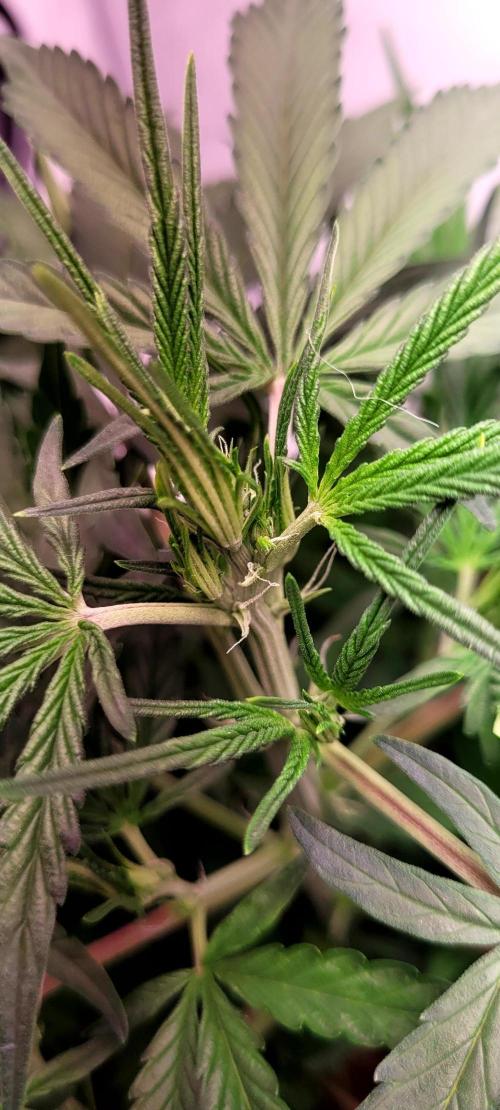 Mephisto Major Toke. Week 5