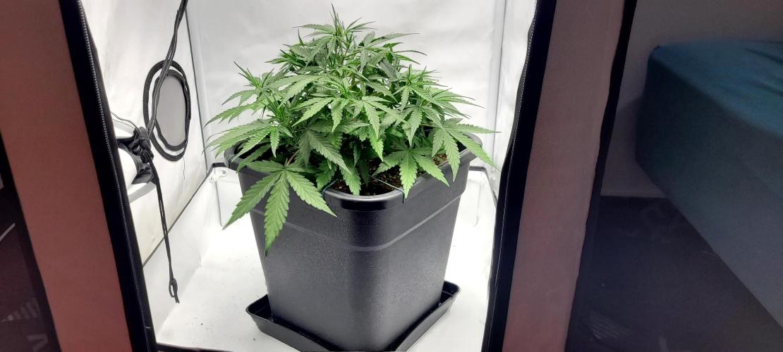 Mephisto Major Toke. Week 5
