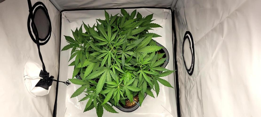 Mephisto Major Toke. Week 5