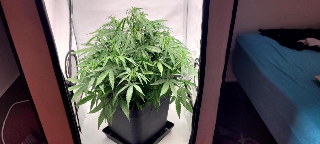 Mephisto Major Toke. Week 6