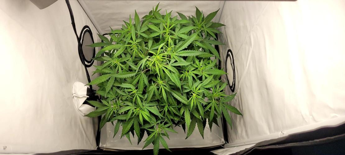 Mephisto Major Toke. Week 6