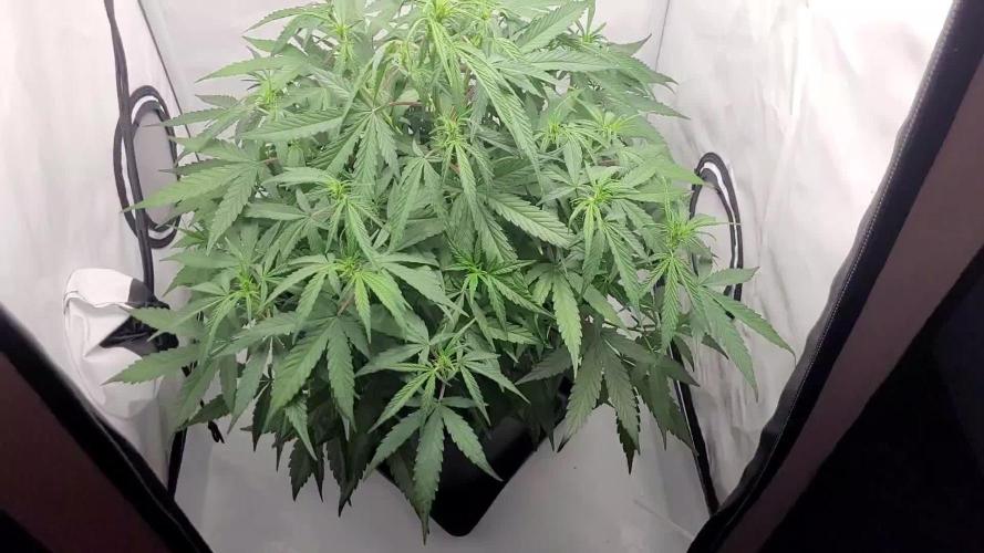 Major Toke. Week 6