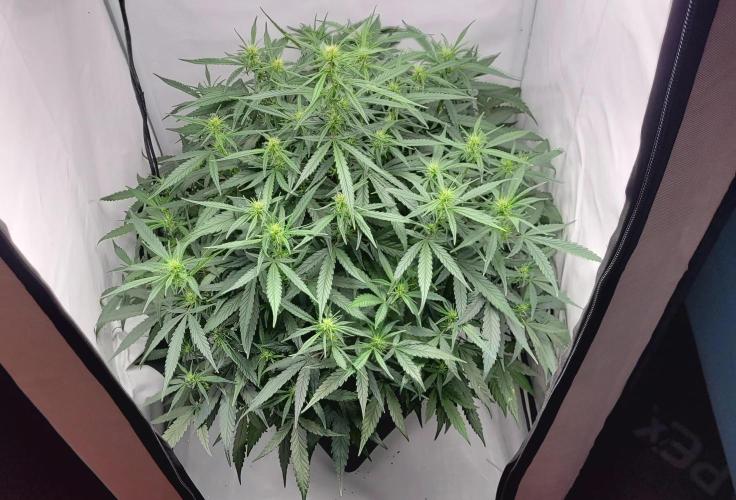 Mephisto Major Toke. Week 7