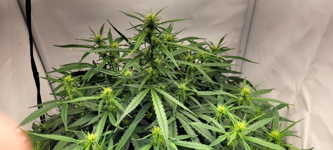 Mephisto Major Toke. Week 7