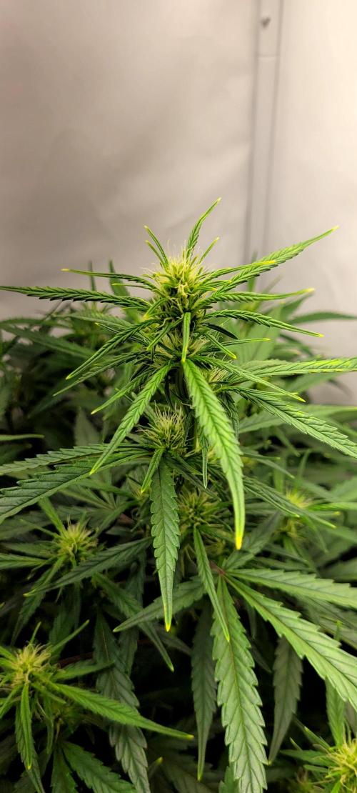 Mephisto Major Toke. Week 7