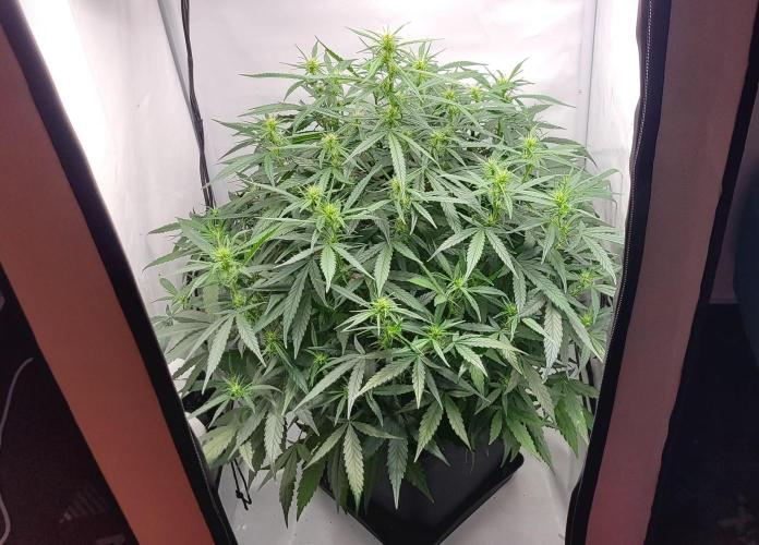 Mephisto Major Toke. Week 7