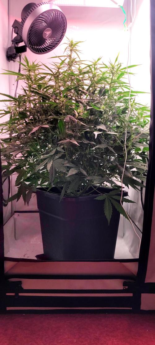 Mephisto Major Toke. Week 7 - před Defoliací