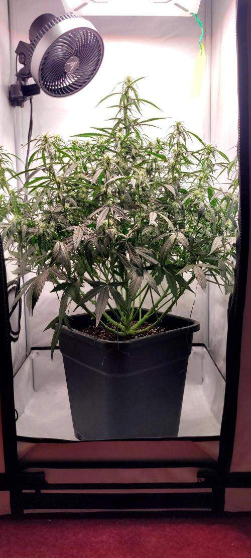 Mephisto Major Toke. Week 7 - po Defo.