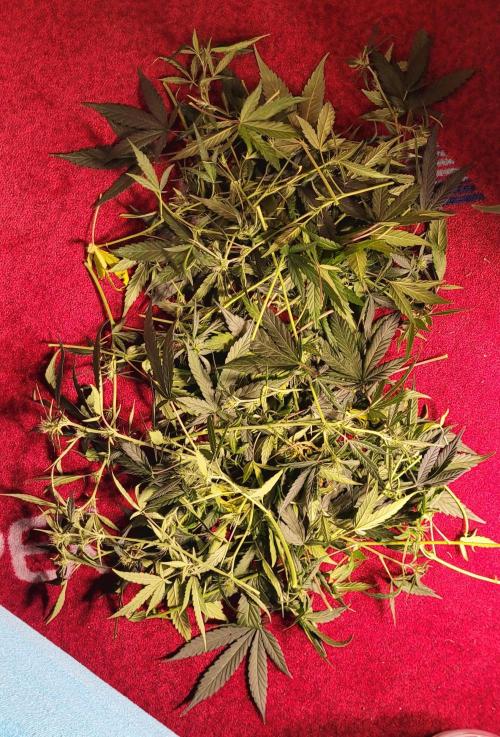 Mephisto Major Toke. Week 7