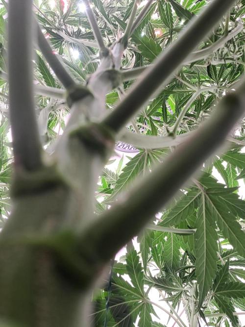 Major Toke. Week 7