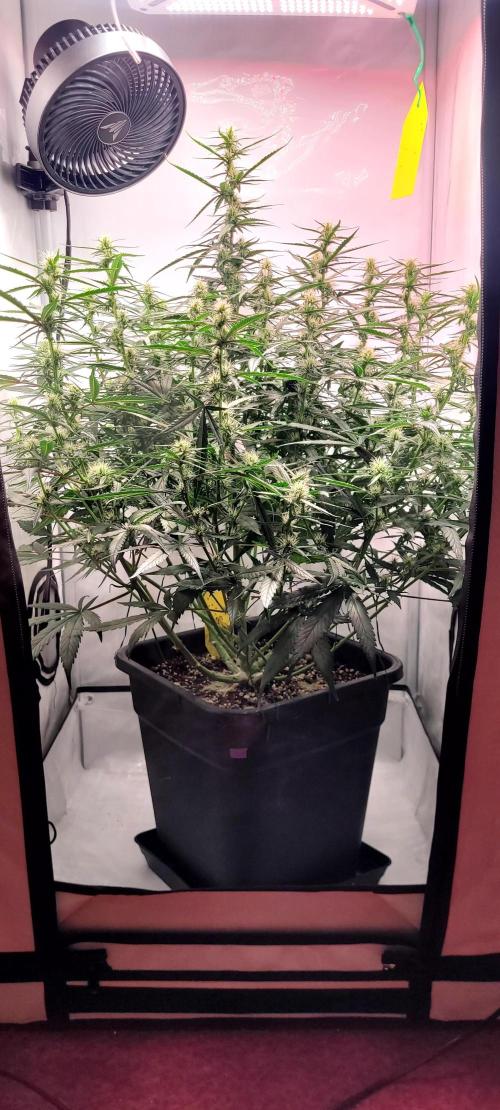 Mephisto Major Toke. Week 8