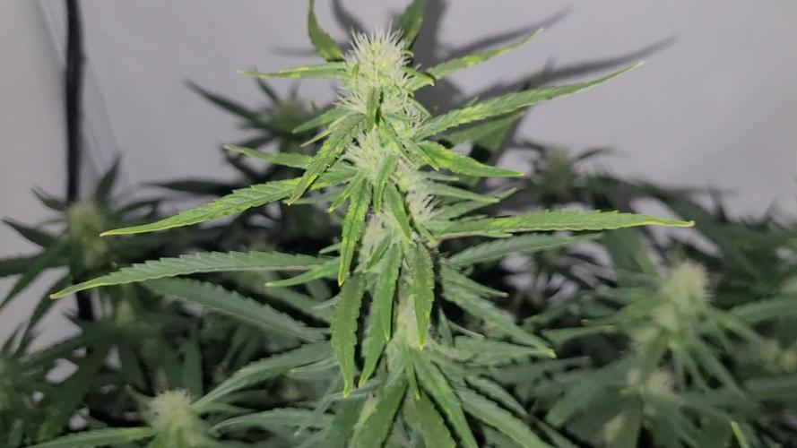 Mephisto Major Toke