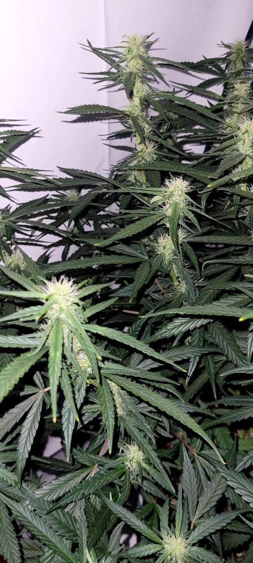 Mephisto Major Toke. Week 8