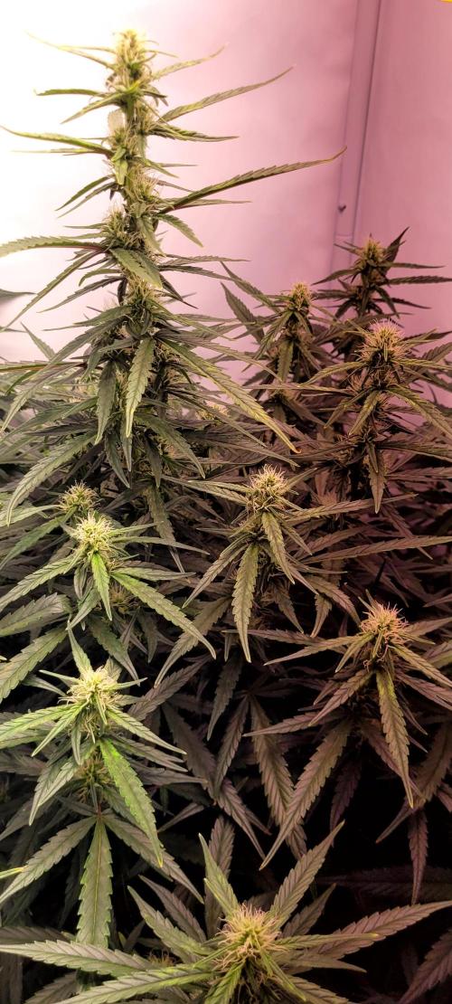 Major Toke. Week 8