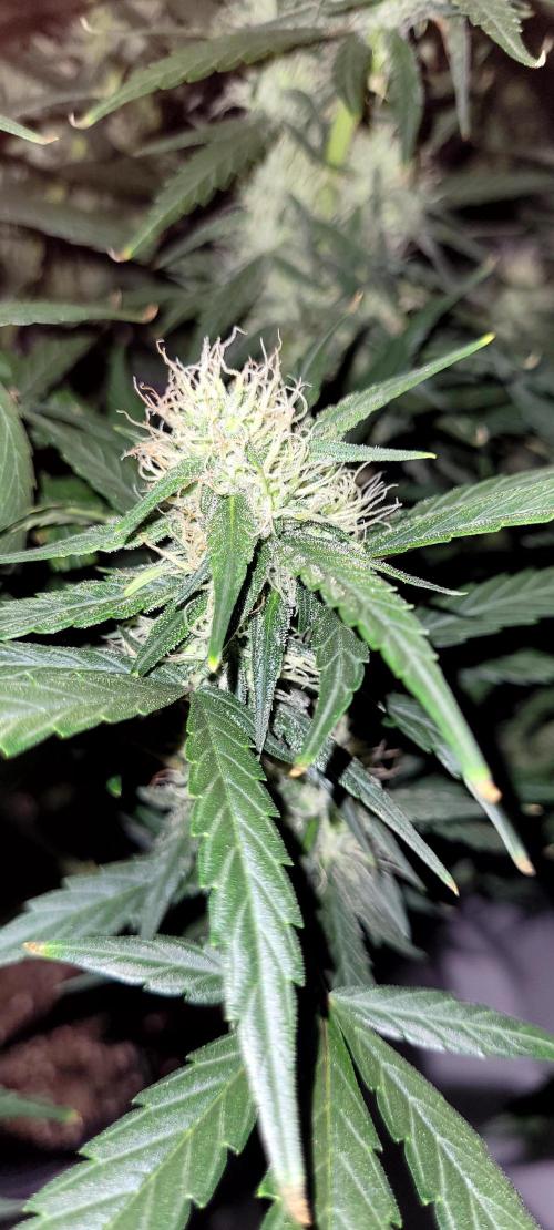 Mephisto Major Toke. Week 9