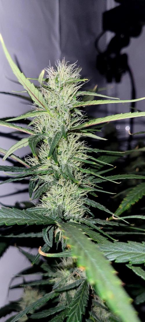 Mephisto Major Toke. Week 9