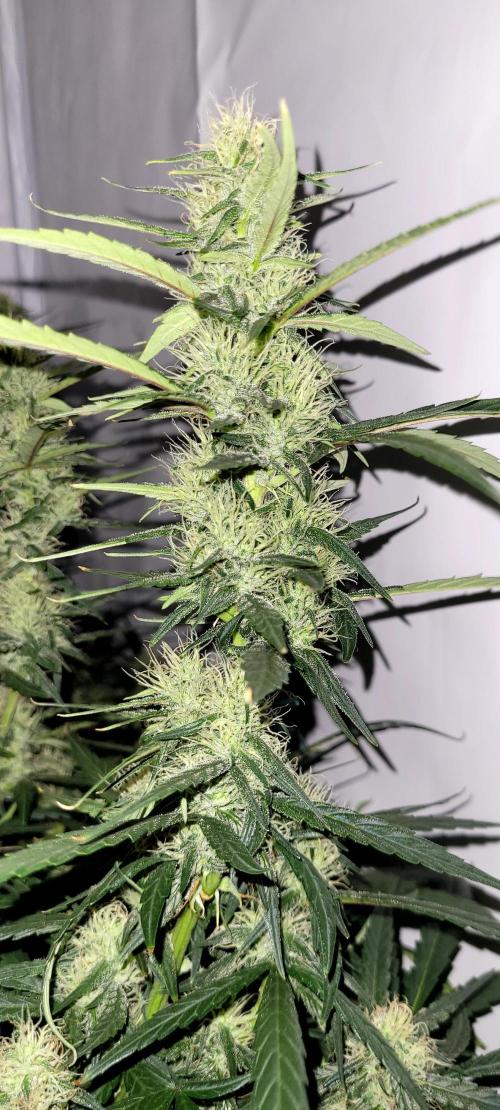 Mephisto Major Toke. Week 9
