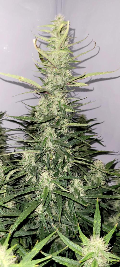 Mephisto Major Toke. Week 9