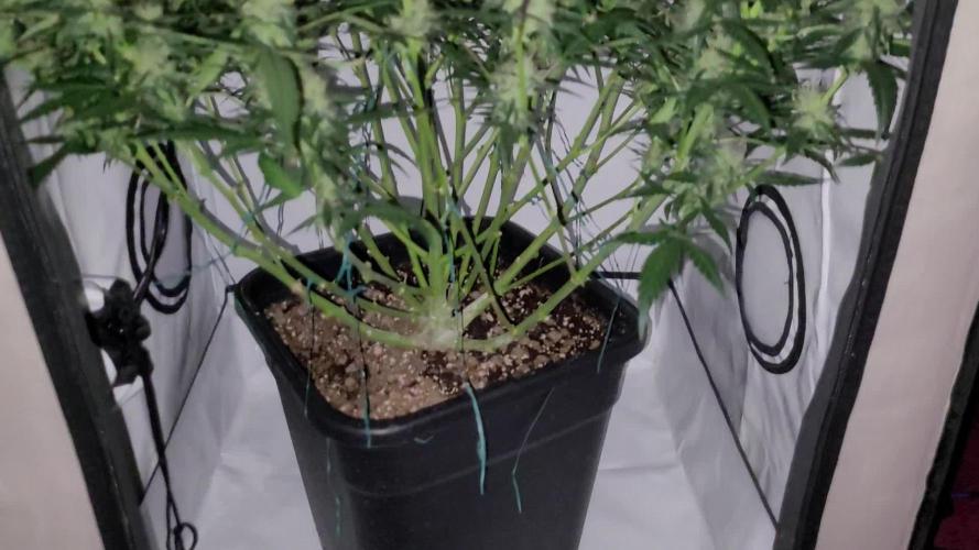 Mephisto Major Toke